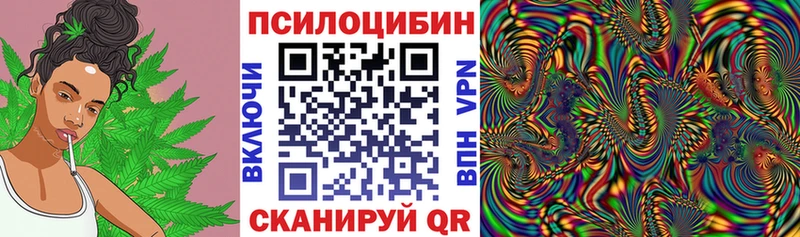 магазин    Бодайбо  Псилоцибиновые грибы Psilocybine cubensis 